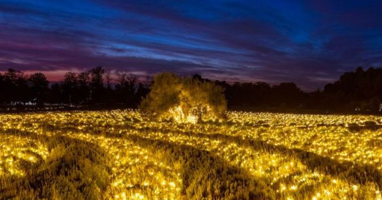 Watch Lavender Nights 123 FARM